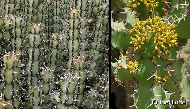 Euphorbia coerulescens ©JL P1060376